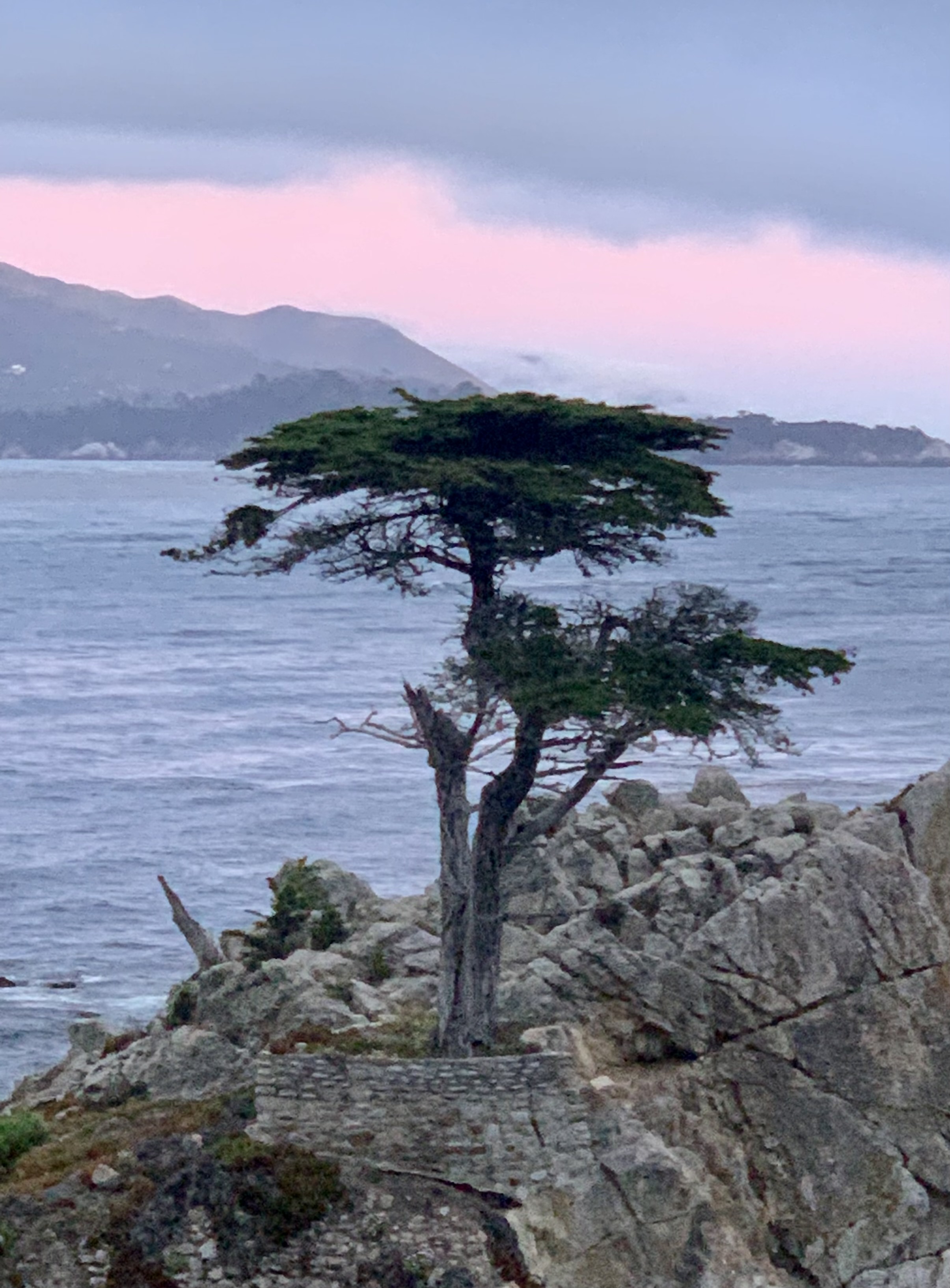 17-Mile Drive 里的 Lone Tree