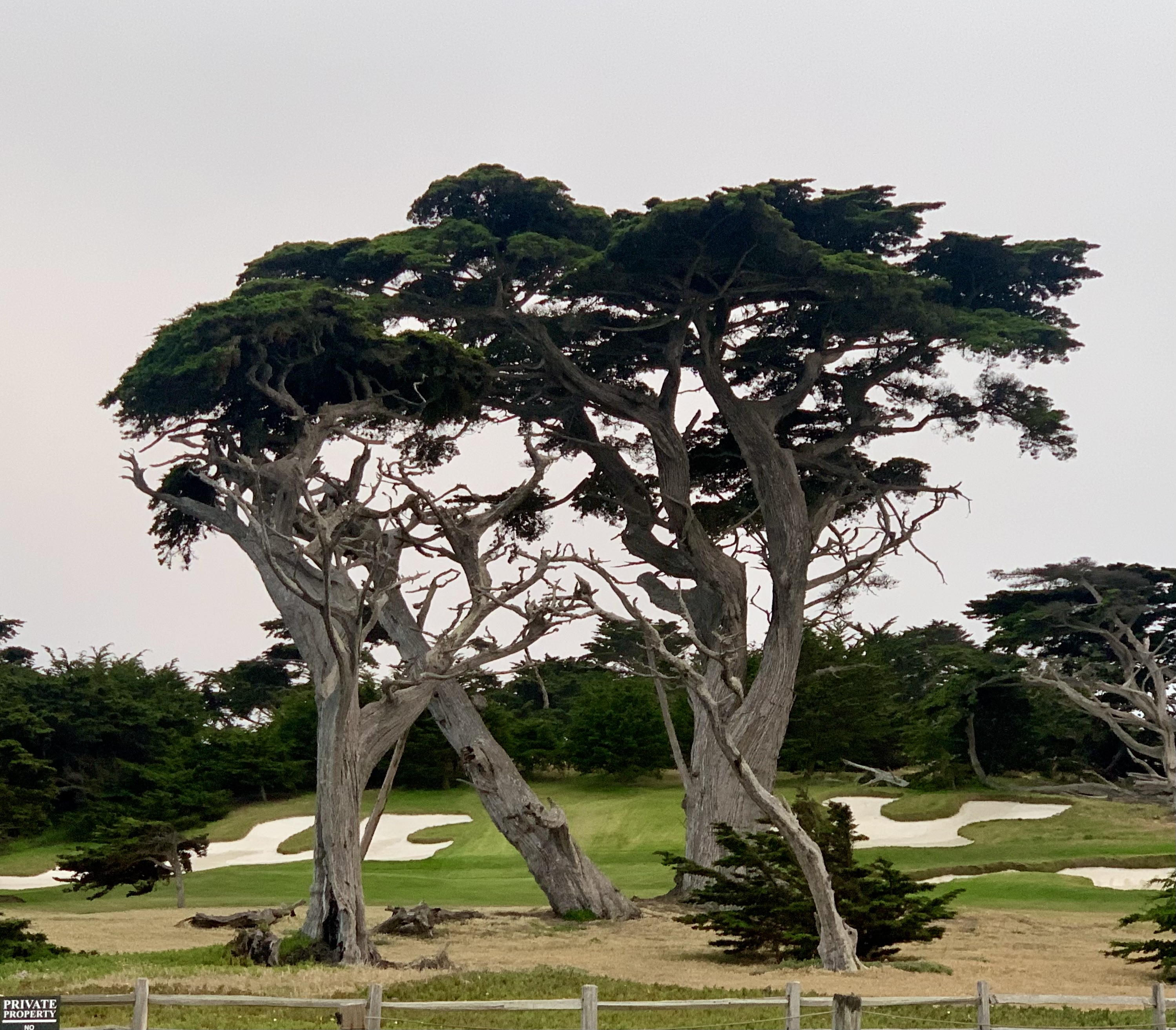 17-Mile Drive 里的一些 Cypress