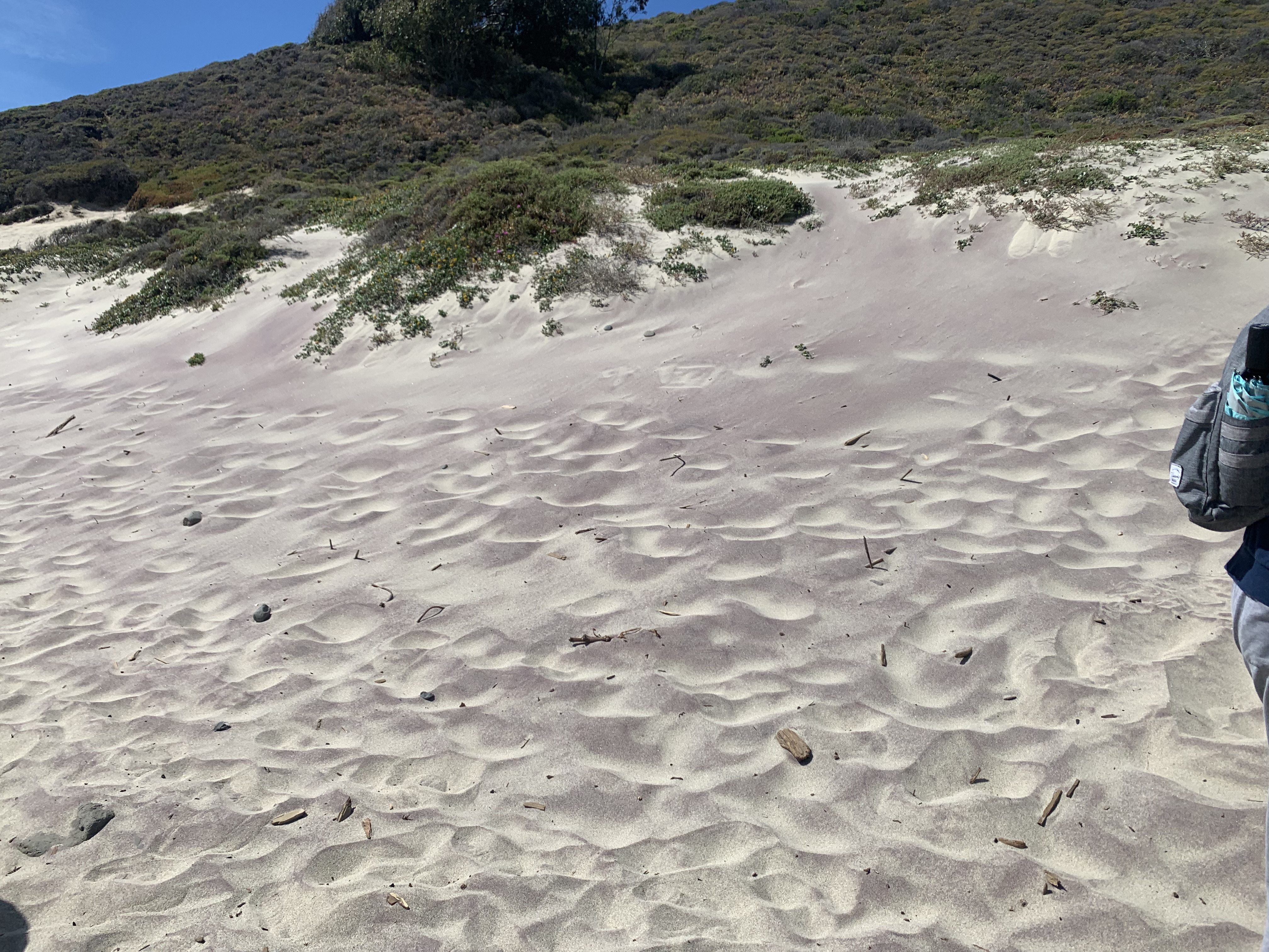 Pfeiffer Beach 紫色沙滩买家秀