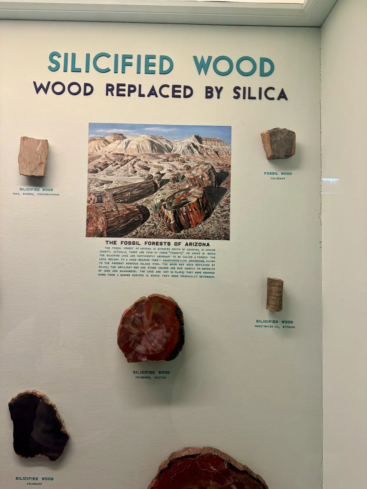 <p>一块石化的木头（Silicified wood）：木头内部逐渐石化被硅替换</p>
