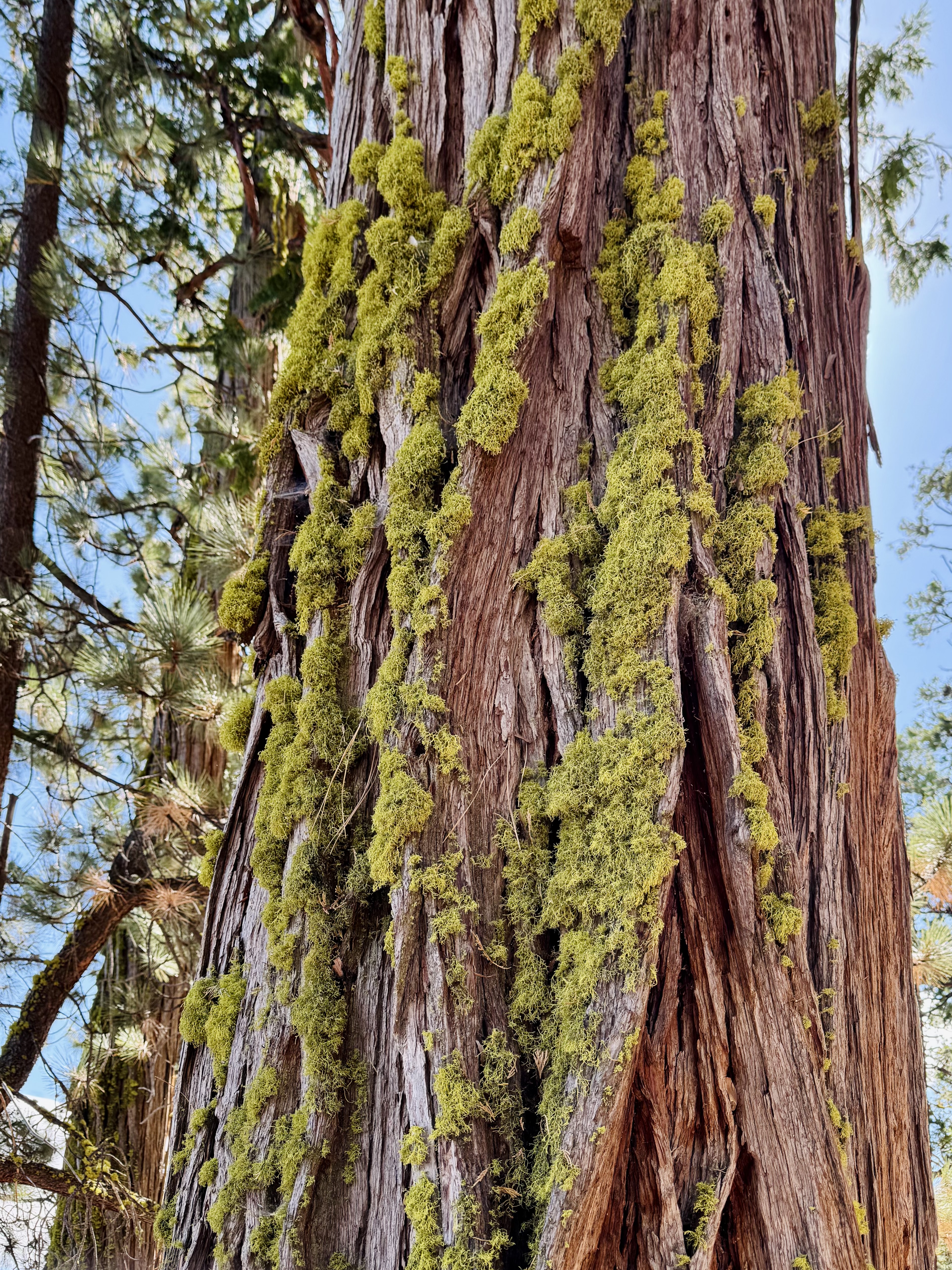 Sugar Pine 树上有一些小地衣